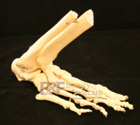 voet-skelet-onderbeen-botjes-botten-praktijkbenodigheden-beauty-footcare-pedicure