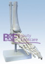 voet-skelet-plato-onderbeen-botjes-botten-praktijkbenodigheden-beauty-footcare-pedicure